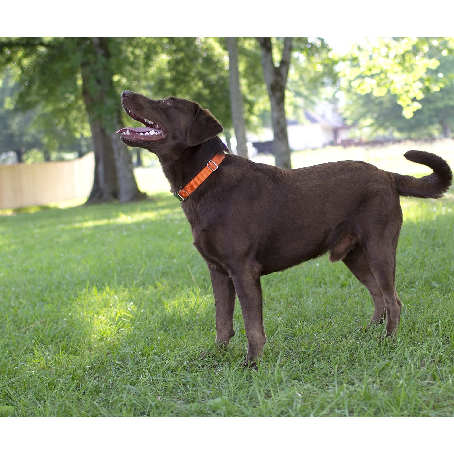 Country Brook Petz - Orange Martingale Heavyduty Nylon Dog Collar And Double Handle Leash (3/4 Inch, Small)