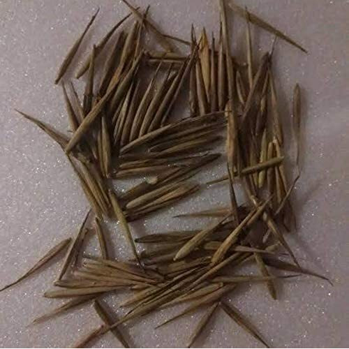 100+ Giant Timber Bamboo Seeds For Planting | Exotic And Fast Growing | Ships From Iowa, Usa | Landscaping, Privacy, Indoor Or Outdoor (Giant Bamboo)