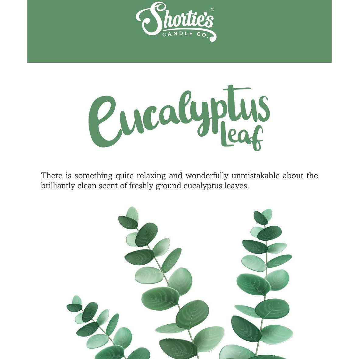 Shortie's Candle Company Eucalyptus Leaf Wax Melts - Formula 117-1 Highly Scented 3 Oz. Bar - Made With Essential & Natural Oils - Fresh & Clean Air Freshener Cubes Collection