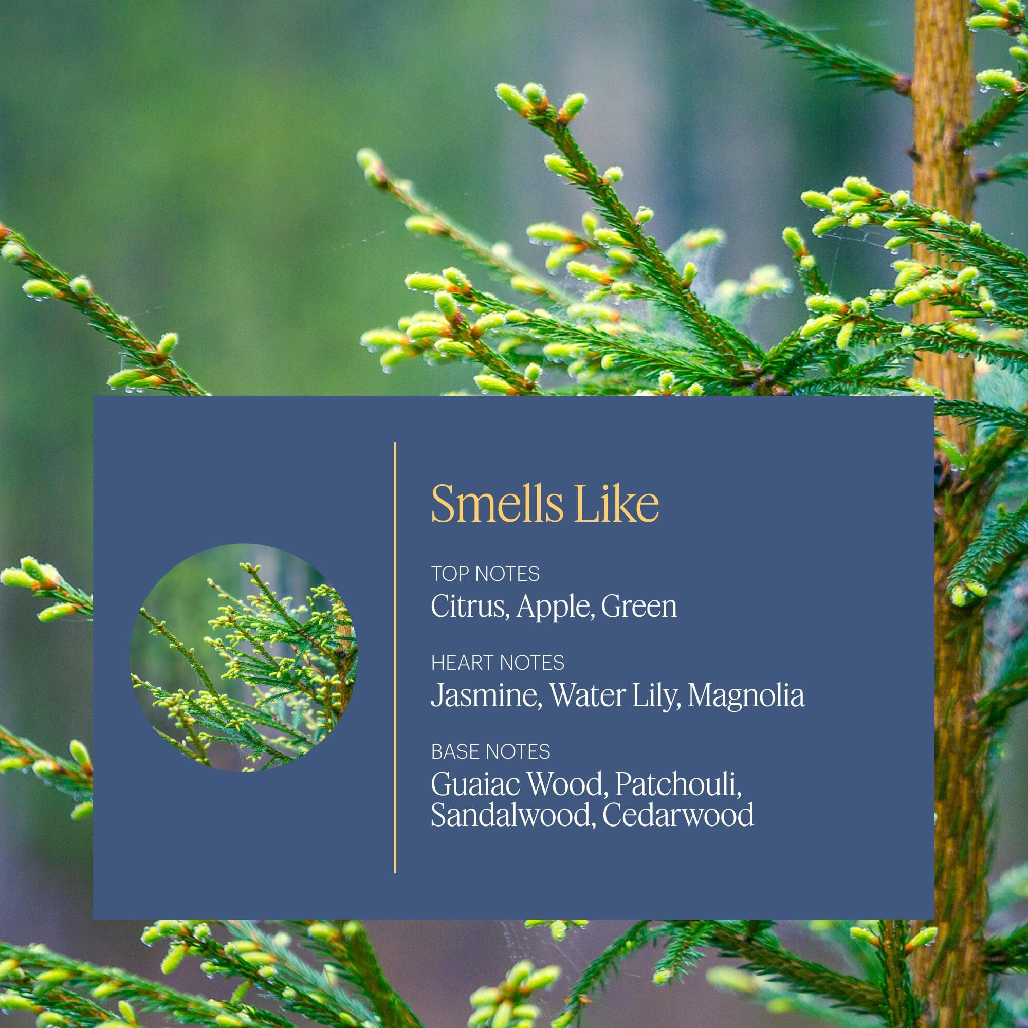 Aera Indigo - Essential Oil For Home - Crisp Apple And Cedarwood Fragrance - Notes Of Citrus, Jasmine And Sandalwood- Scent Refill - Works With The Diffuser