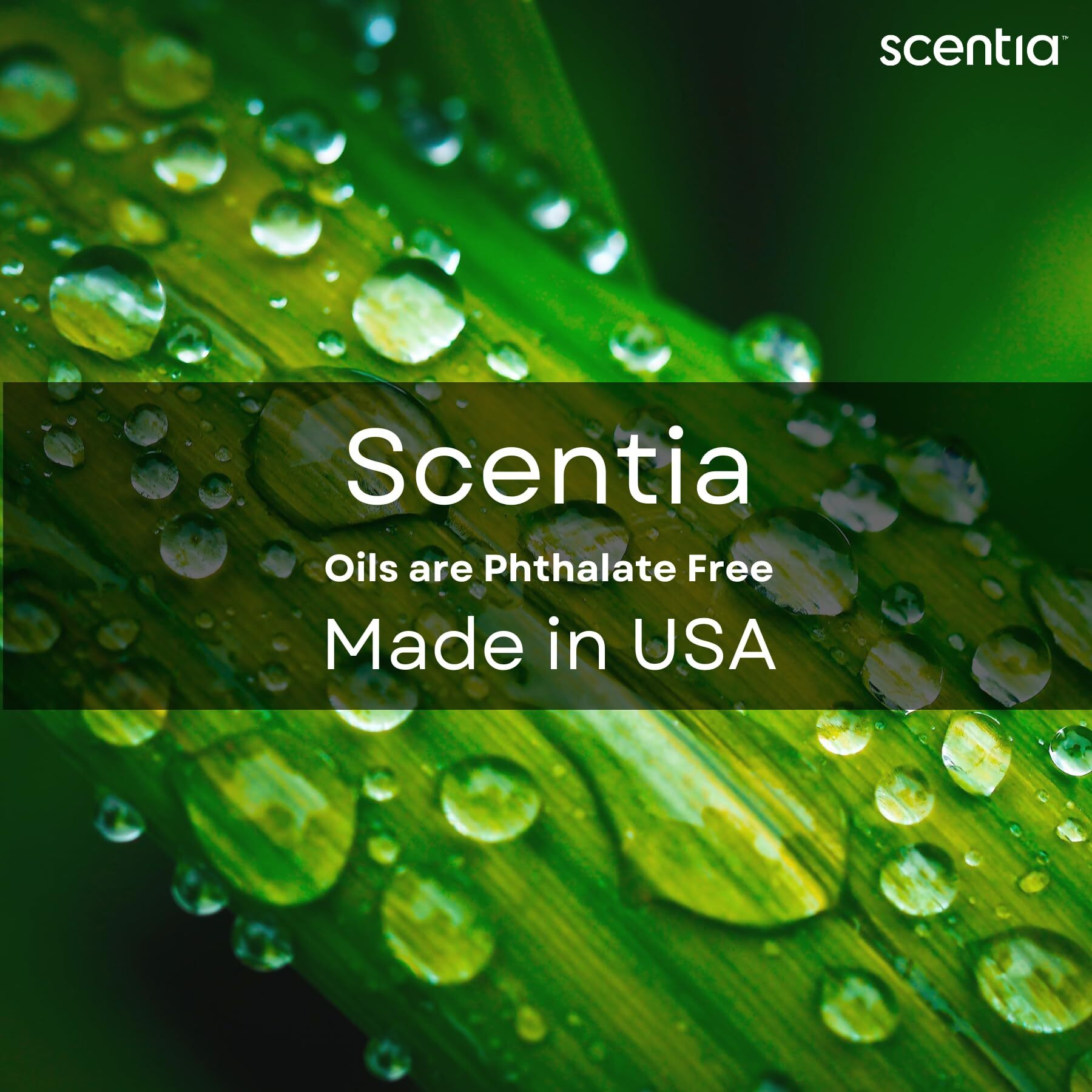 Scentia Hotel Diffuser Oil Inspired By The Delano Beach Club Hotel Scent - 50 Ml 1.69 Fl Oz - Fragrance Oil Blend Orange, Green Tea & Jasmine For Aromatherapy Diffusers - California Breeze