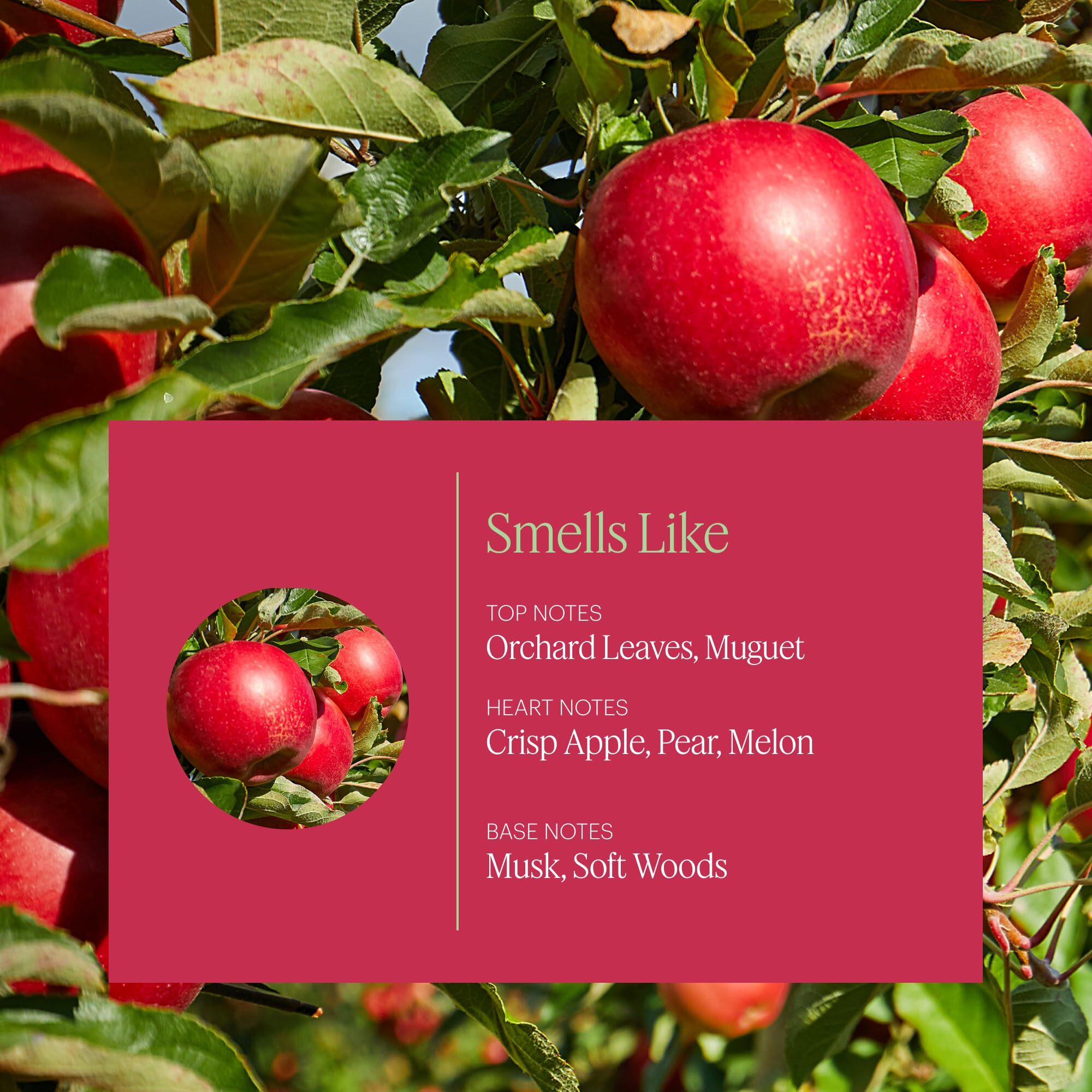 Aera Apple Orchard - Essential Oil For Home - Fruity Crisp Fragrance - Notes Of Macintosh Apple And Orchard Leaves - Scent Refill - Capsule Size Works With Mini Diffuser