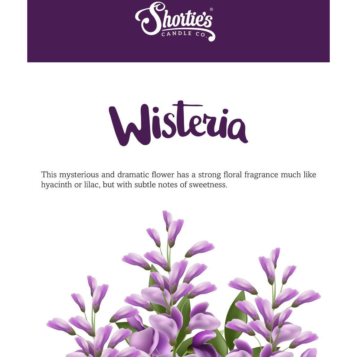 Pure Wisteria Wax Melts Multi Pack - Formula 117 - 2 Highly Scented 3 Oz. Bars (6 Oz. Total) - Made With Essential & Natural Oils - Flower & Floral Air Freshener Cubes Collection