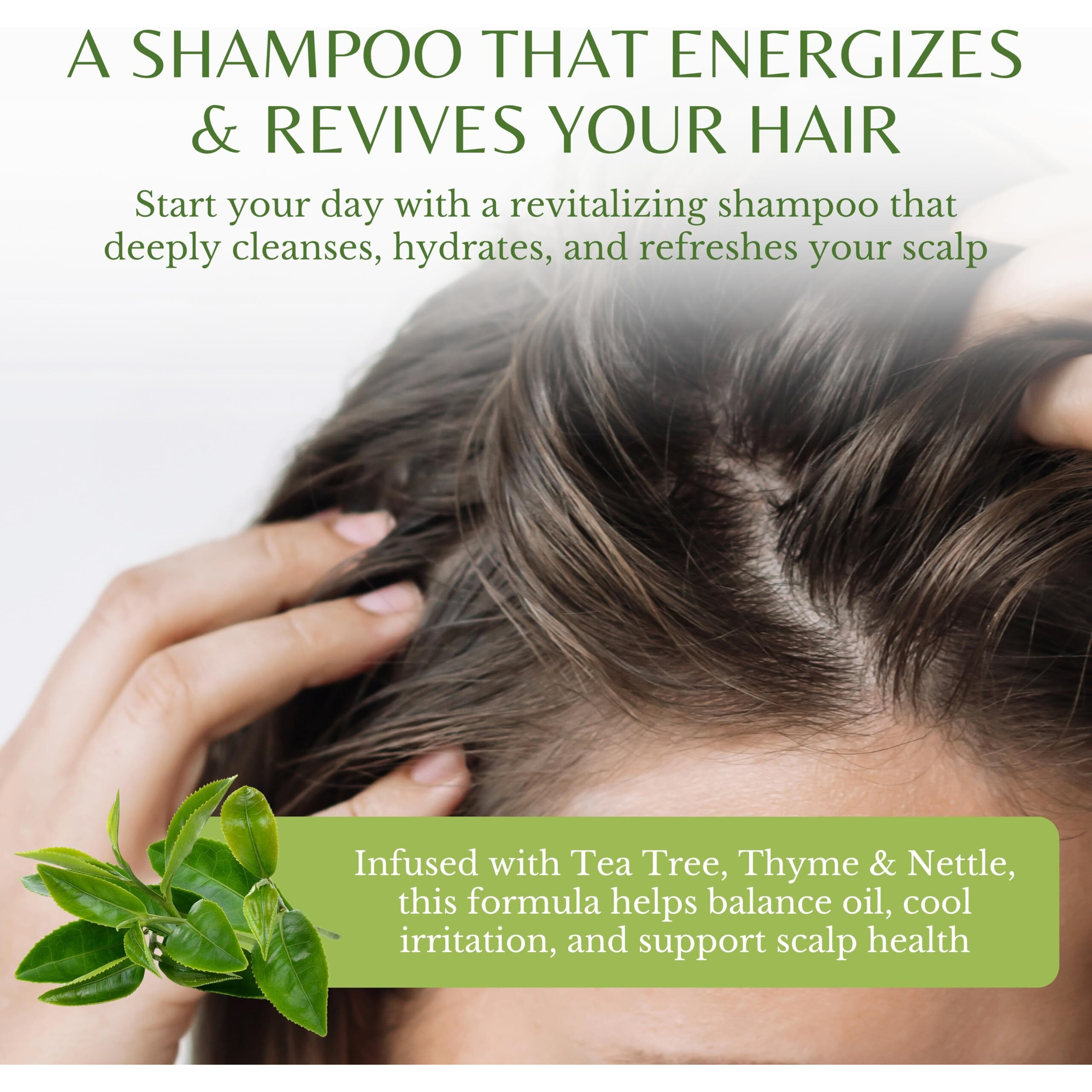 Edenika Botanicals Tea Tree Oil Shampoo, Soothes Itchy & Dry Scalp, Deep Cleansing For Dandruff & Buildup, Hydrates & Refreshes, Sulfate Free, Natural Shampoo For Women & Men - 16 Fl Oz