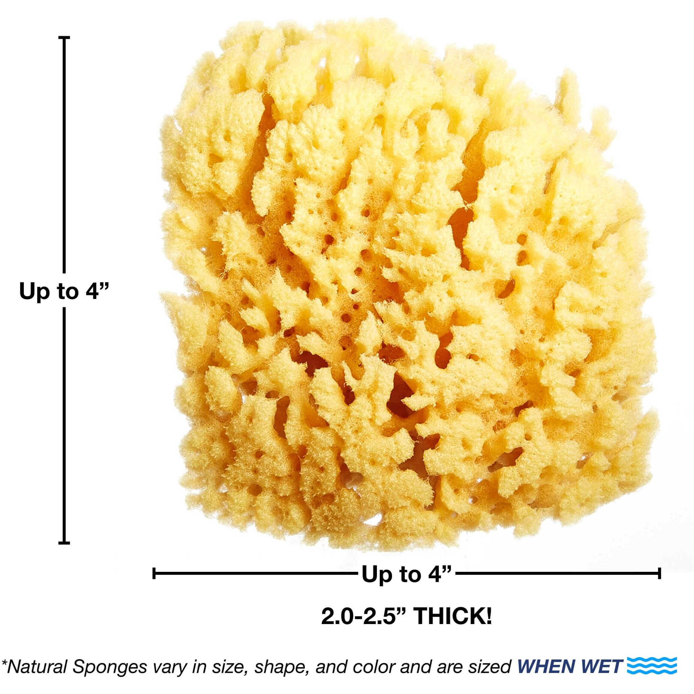 Hartfelt Yellow Sea Sponge Beauty Box For Gentle Exfoliation | 2 Bath Sponges For Shower Women & Men 4 In | Body Sponge With Mesh Bag For Cleaning & Drying | Reusable Natural Sponge - Gift Box