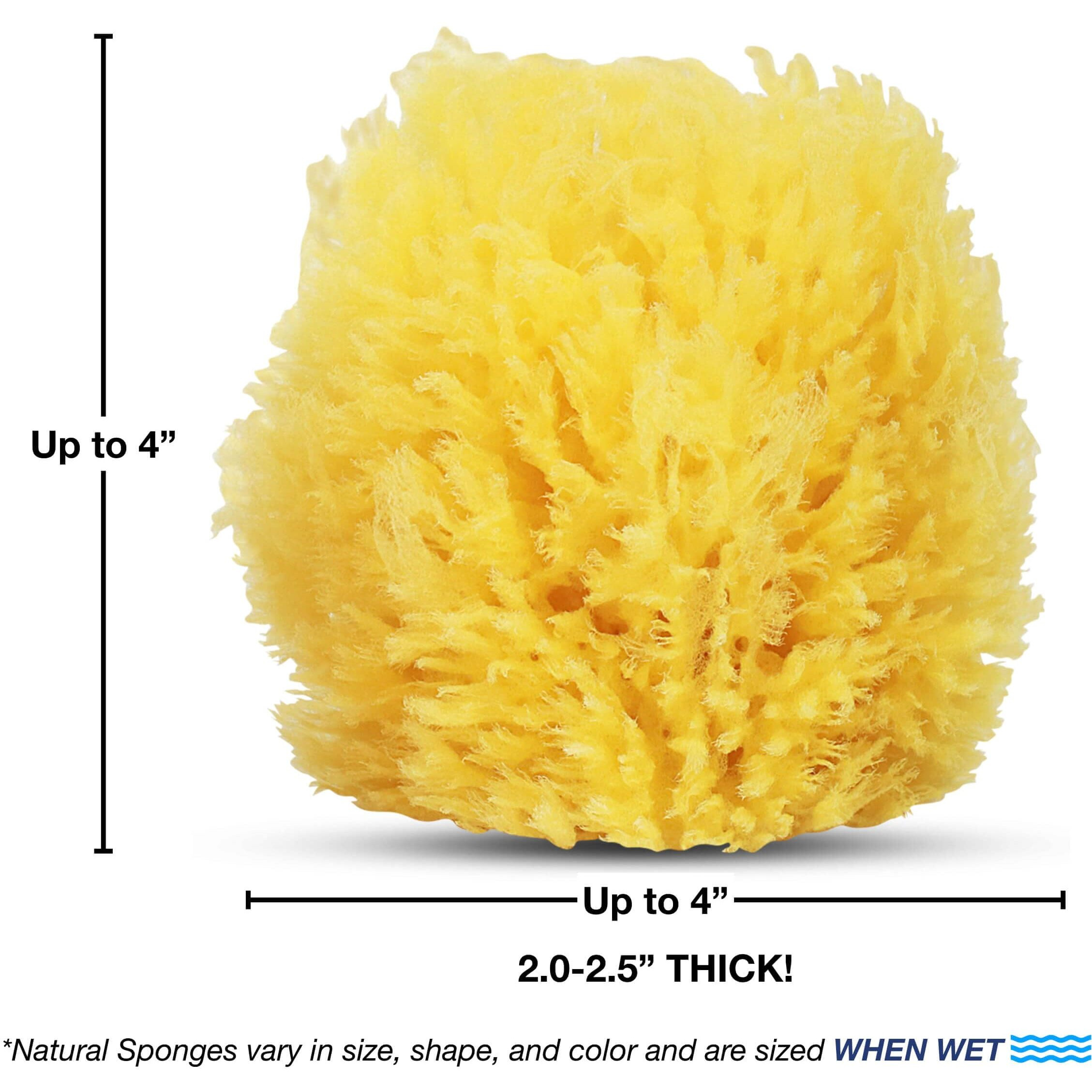 Hartfelt Exfoliating Grass Sea Sponge 4In | Natural Exfoliating Body Scrubber Sponge For Shower For Women And Men