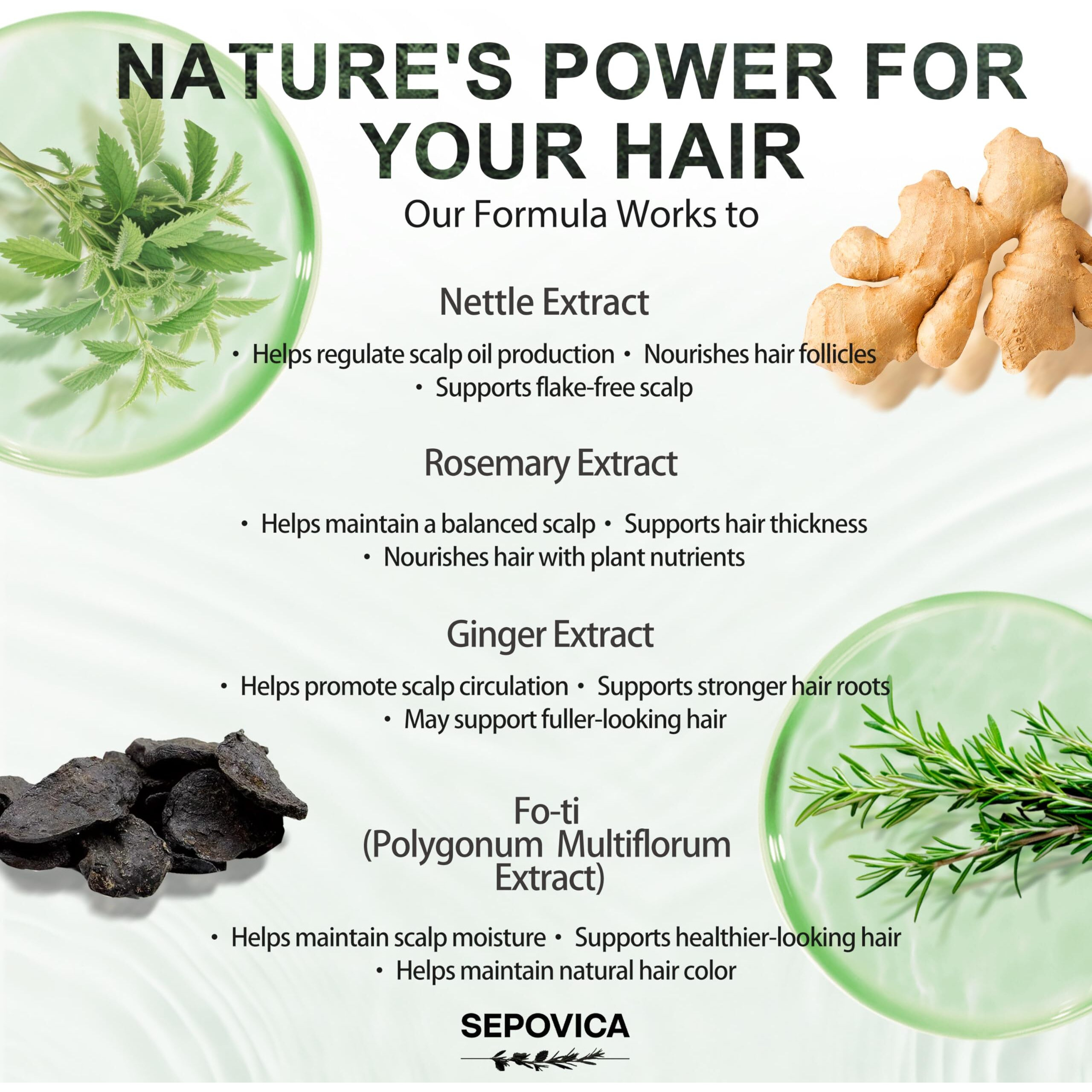 Nettle & Rosemary Shampoo For Hair Growth And Thinning Hair - Reduces Hair Loss, Controls Oil With Botanical Complex (Fo-Ti, Ginger) | Volumizing Shampoo For Scalp Health | Paraben Free, 6.76 Fl Oz