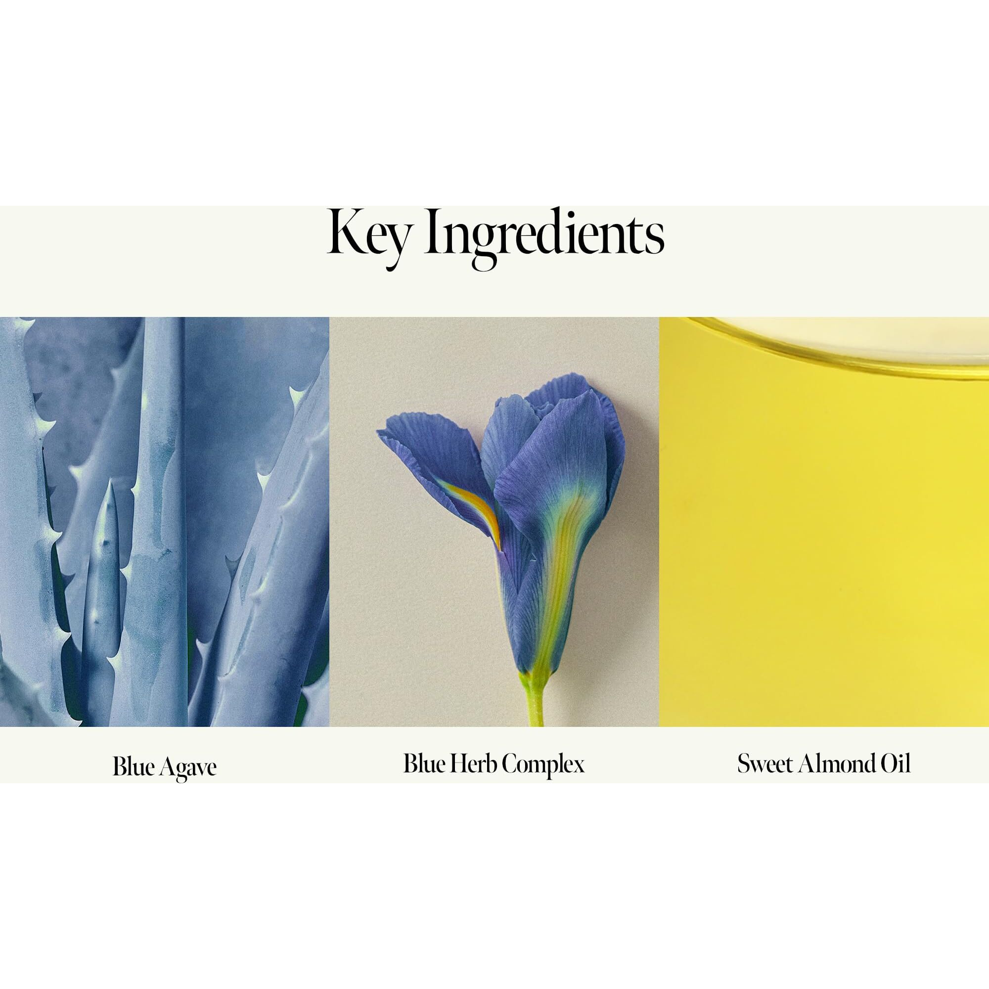 Anillo Shower Time Scented Body Lotion - Vegan Hand & Body Lotion With Ceramide & Botanical Oils, Free From Paraben, Silicone, Sulfate, Blue Agave Scent, 15.22 Fl.Oz