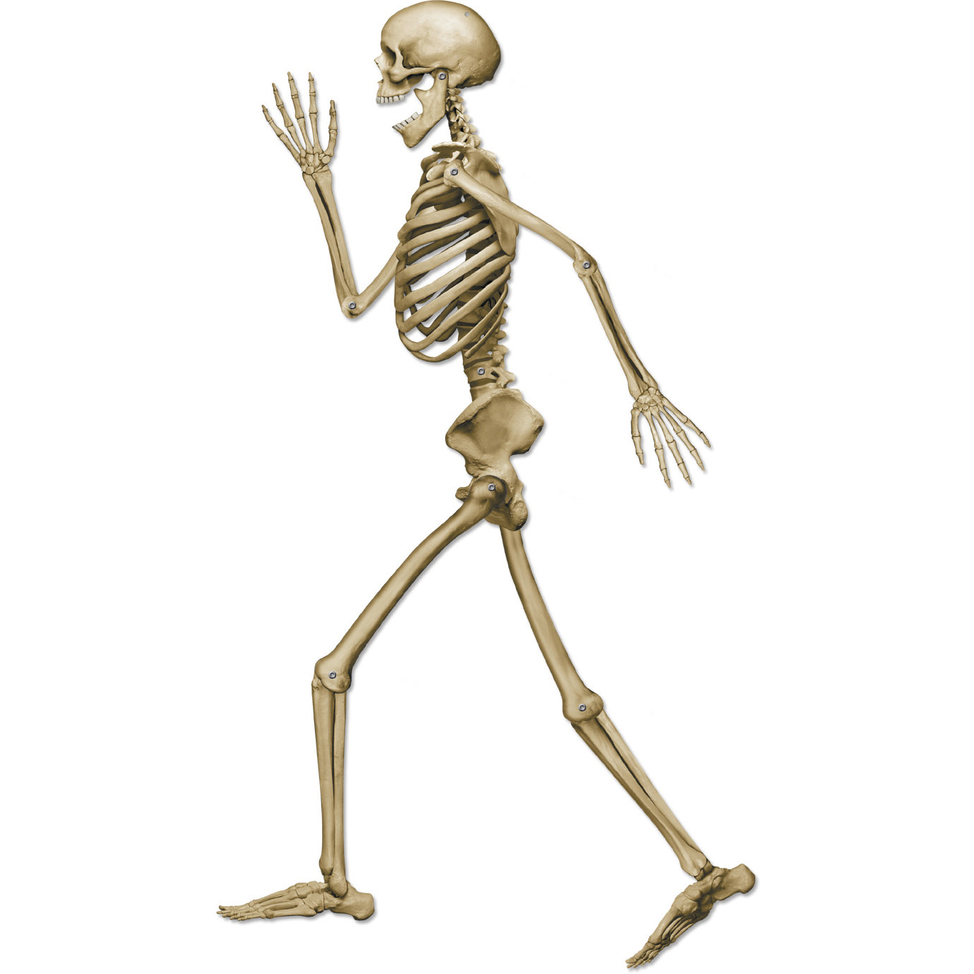 Profile Pete Jointed Skeleton