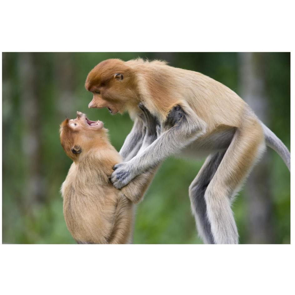 Proboscis Monkey juveniles playing, Sabah, Malaysia-Paper Art-26&quotx18"