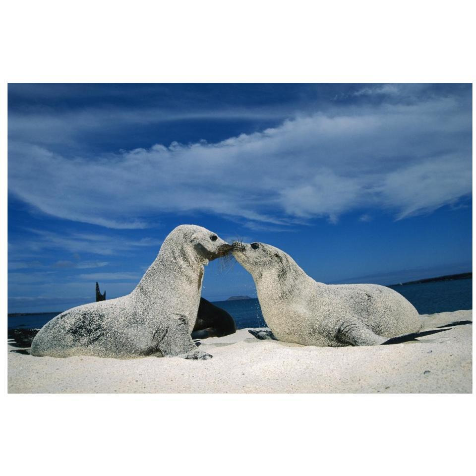 Galapagos Sea Lion pups covered in sand, Galapagos Islands, Ecuador-Paper Art-32&quotx22"