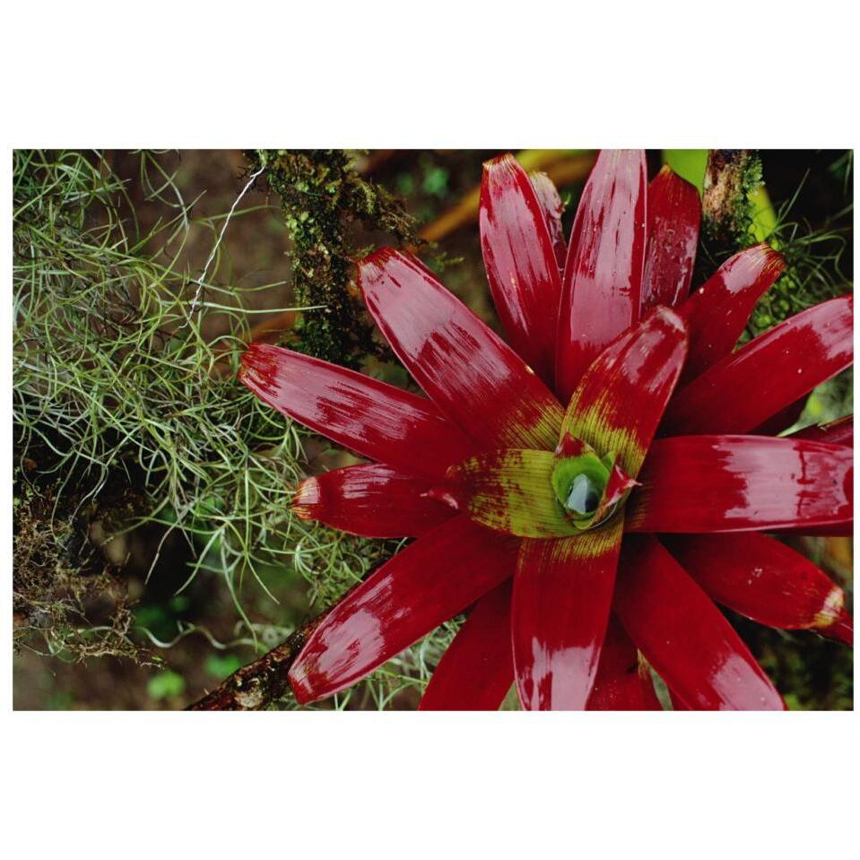 Tufted Airplant and Spanish Moss , La Planada Reserve, Colombia-Paper Art-32&quotx22"