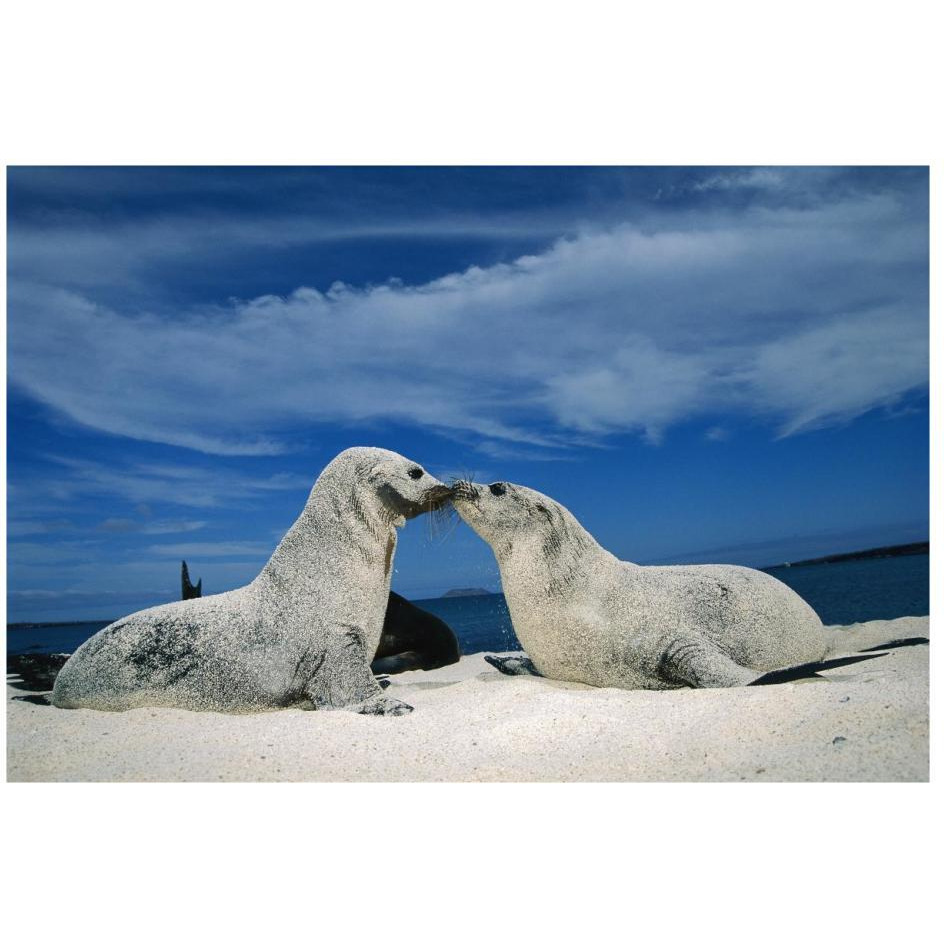 Galapagos Sea Lion pups covered in sand, Galapagos Islands, Ecuador-Paper Art-26&quotx18"