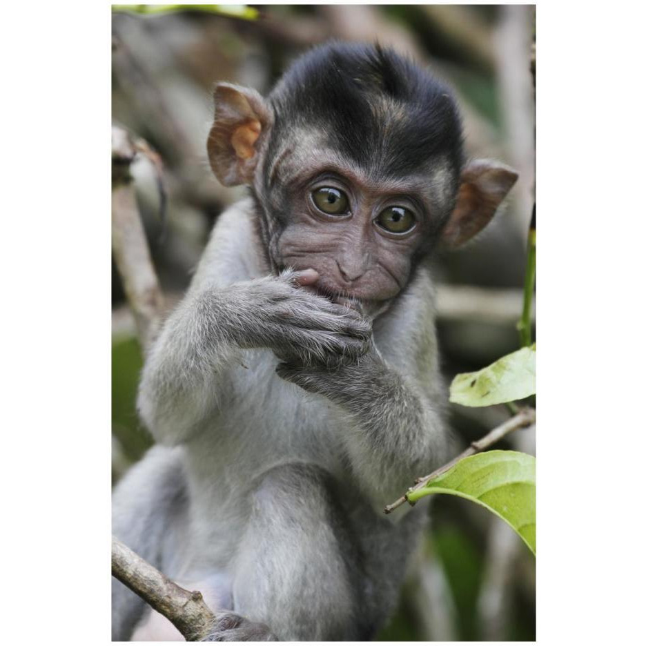 Long-tailed Macaque baby, Saba, Malaysia-Paper Art-18&quotx26"