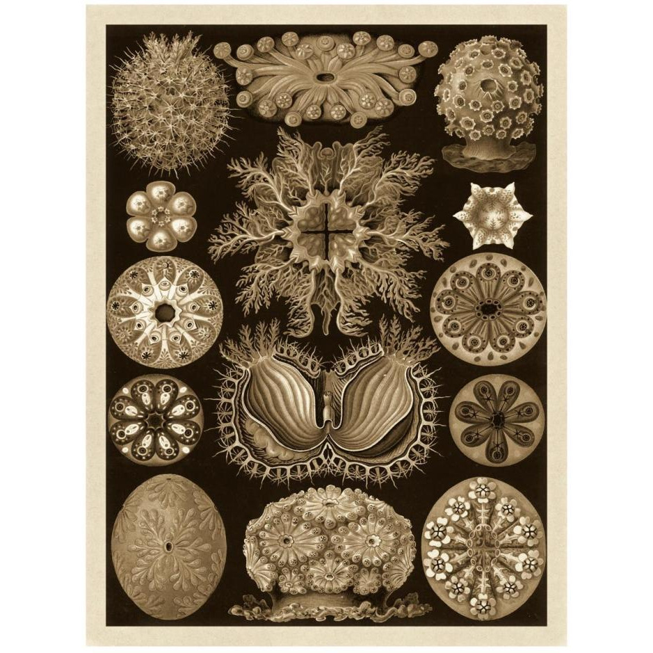 Haeckel Nature Illustrations Ascidiae - Sepia Tint-Paper Art-20&quotx26"