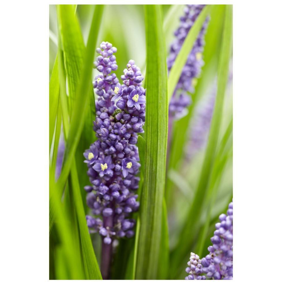 Border Grass big blue sense variety flowers-Paper Art-22&quotx32"