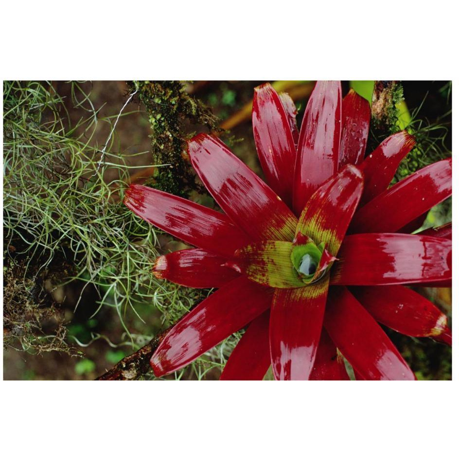 Tufted Airplant and Spanish Moss , La Planada Reserve, Colombia-Paper Art-26&quotx18"