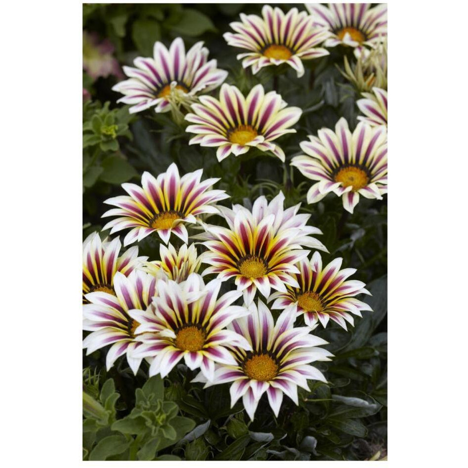 Gazania big kiss white flame variety flowers-Paper Art-18&quotx26"