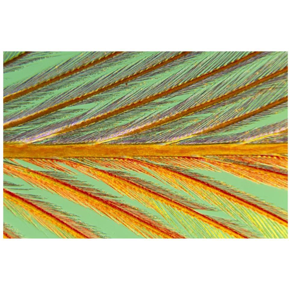 Close up of feather showing barbules branching off from barb and tiny barbicels-Paper Art-38&quotx26"