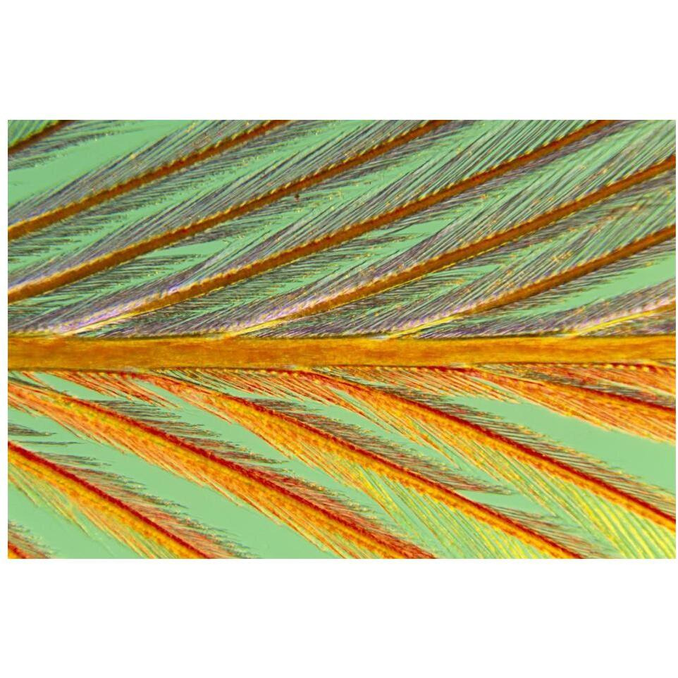 Close up of feather showing barbules branching off from barb and tiny barbicels-Paper Art-20&quotx14"