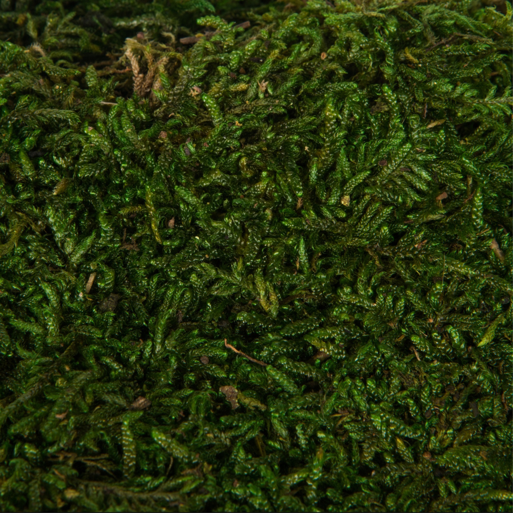 Vickerman 1.1 Lbs Bag of Green Sheet Moss, Preserved