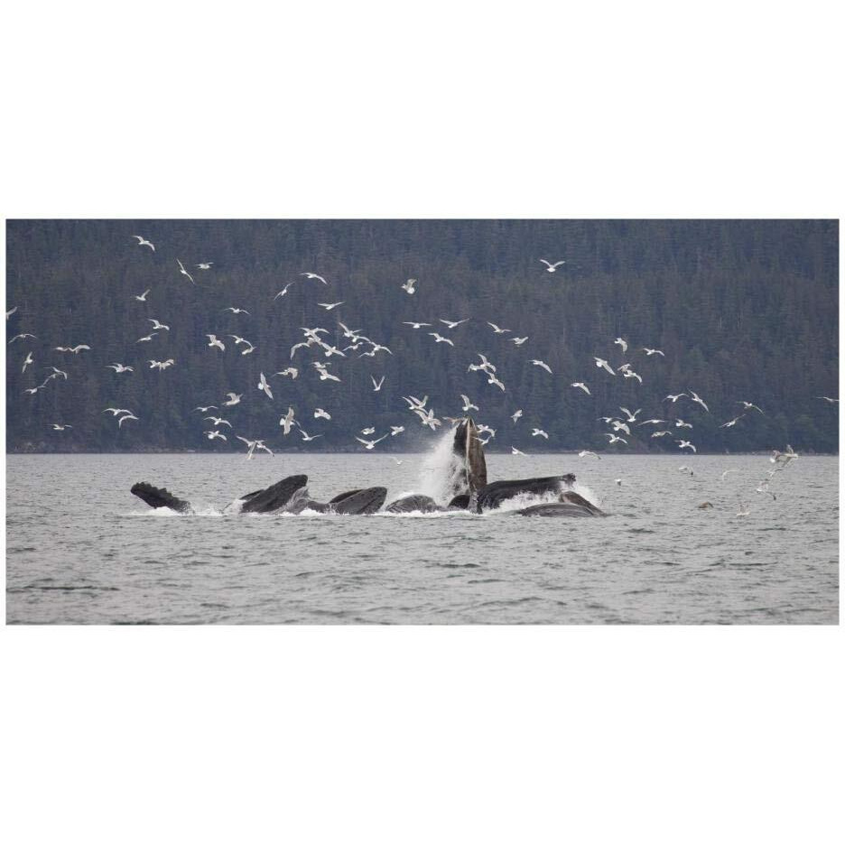 Humpback Whale bubble net feeding near Juneau with seagulls stealing fish, Alaska-Paper Art-26&quotx14"