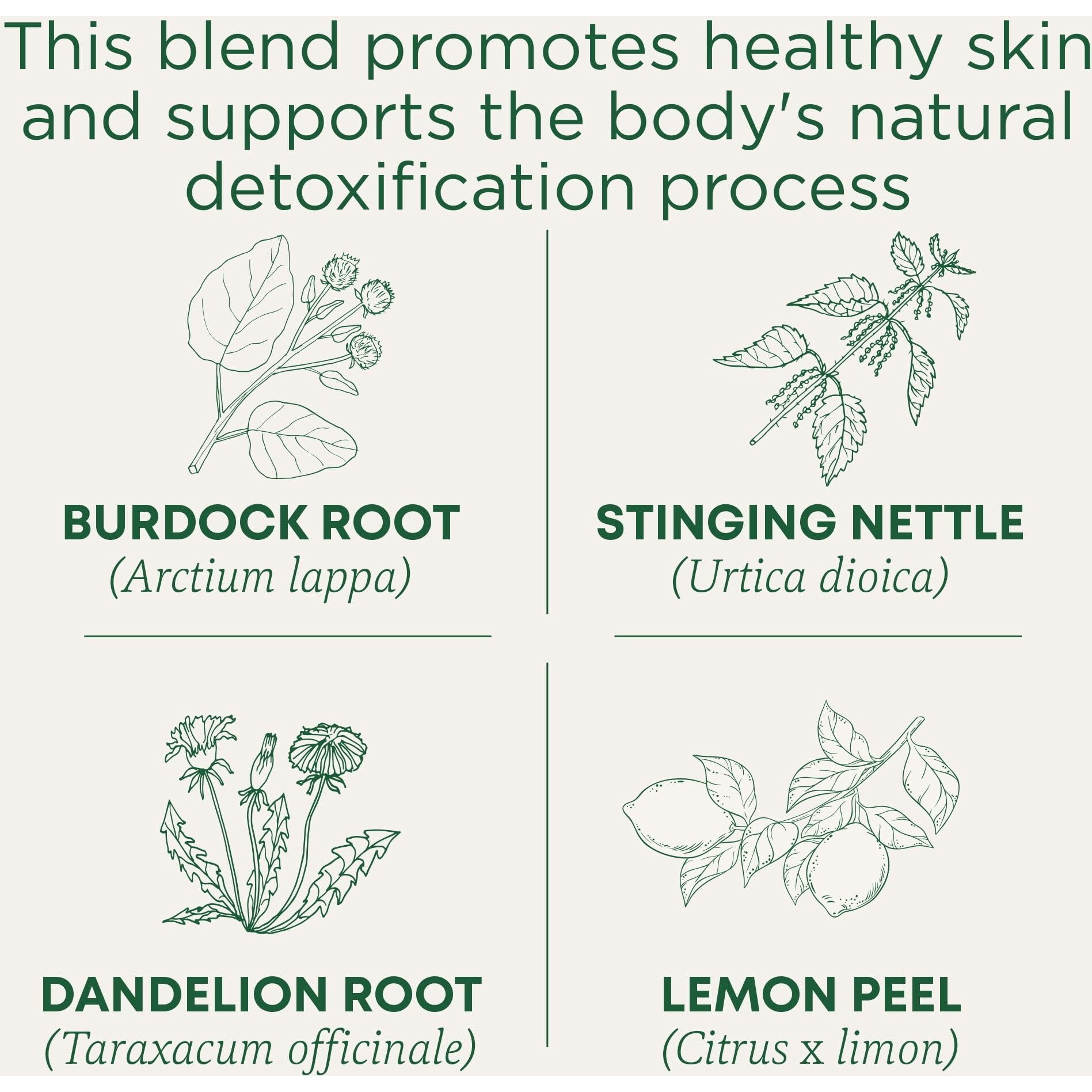 Traditional Medicinals Tea, Organic EveryDay Detox Lemon, Supports Healthy Skin & Liver Function, Detox, 96 Tea Bags (6 Pack)