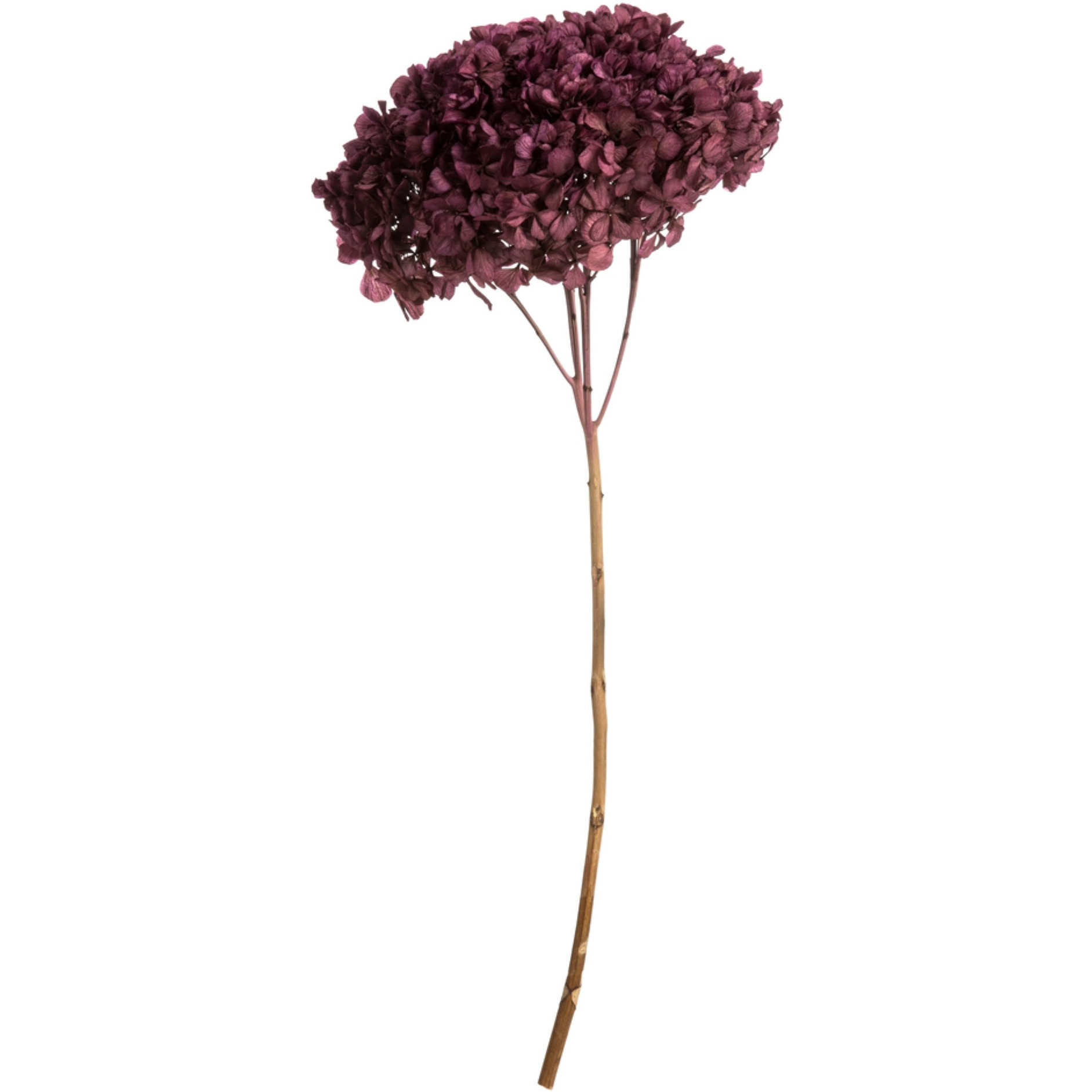 15" Purple Orchid Hydrangea Stem