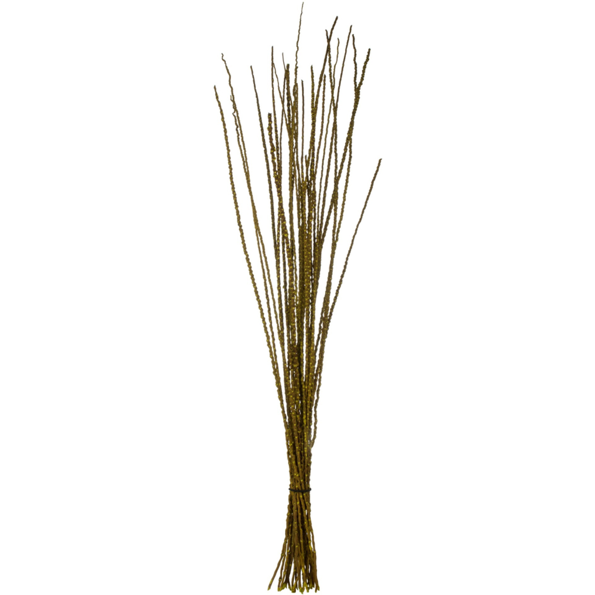 36-40" Lt Basil Caba Spines 24oz