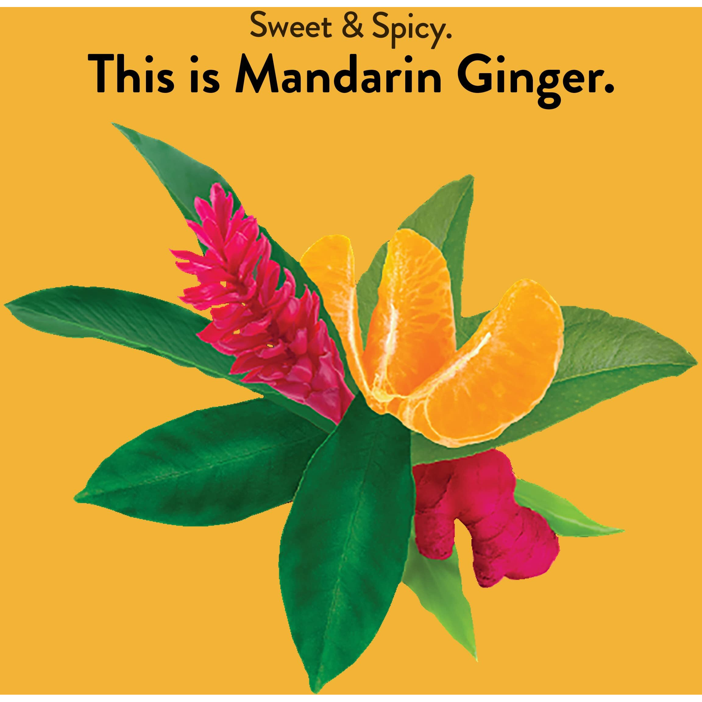 choice Organic Teas - Tea Mandarin ginger - case Of 6-16 ct(D0102H540gX)