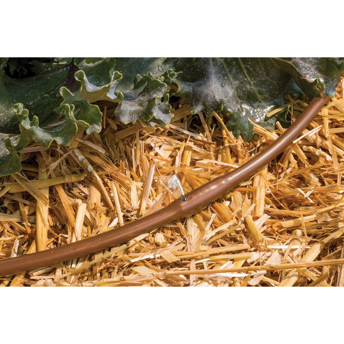 EMITTER TUBING 1/4" 50' (Pack of 1)