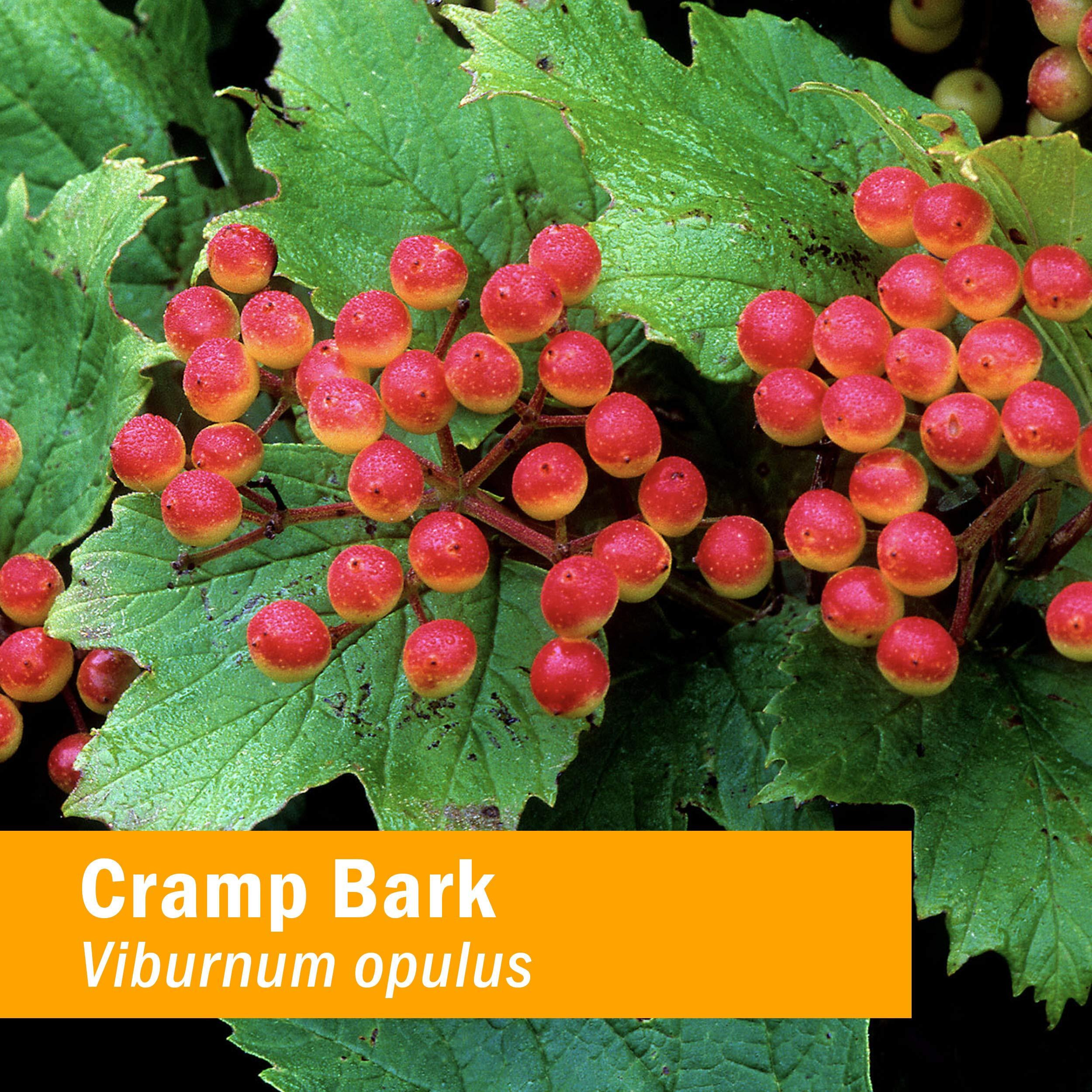 Herb Pharm - Cramp Bark - 1 Each-1 Fz