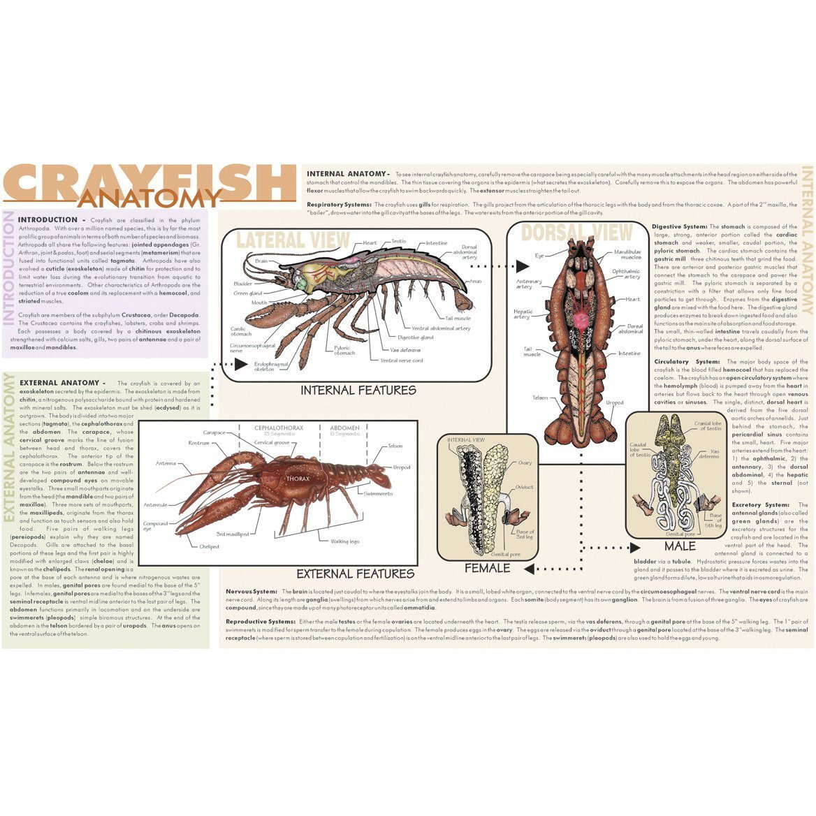 Frey Scientific Crayfish Dissection Mat, 9-3/4 X16 in