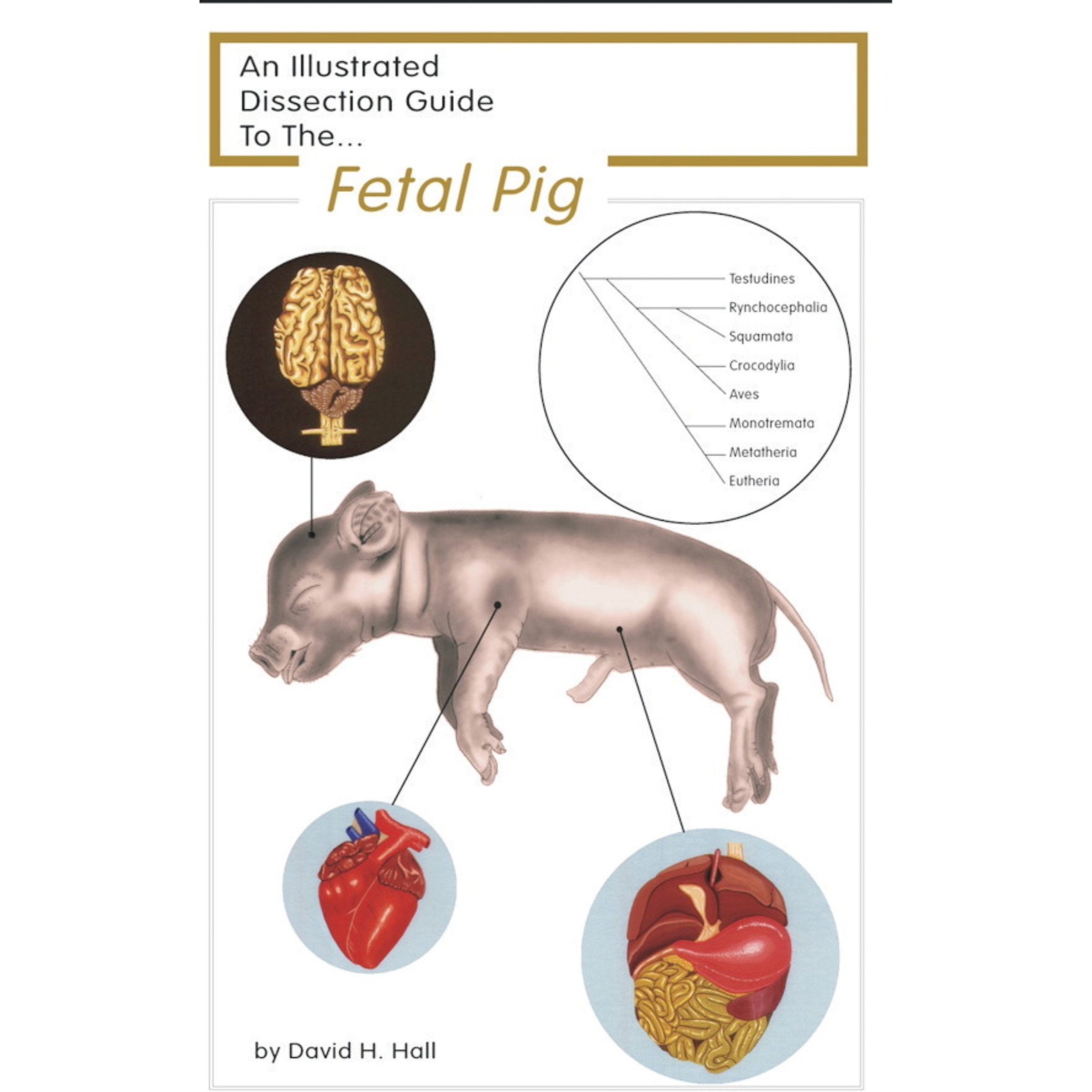 Frey Scientific Mini-Guide to Pig Dissection, Paperback, 16 Pages
