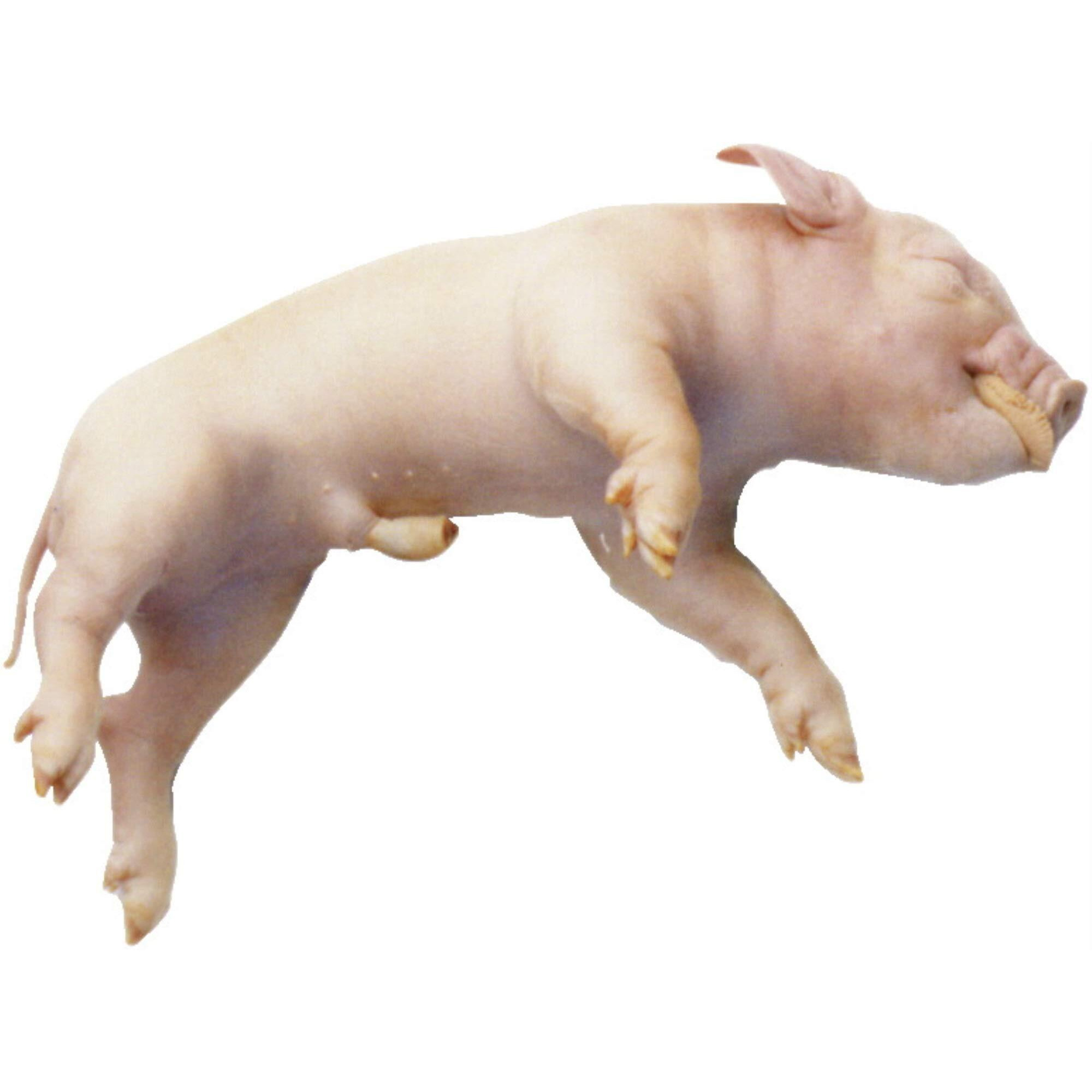 Frey Scientific Choice Preserved Fetal Pig, Double Injected, 7 to 11 inches