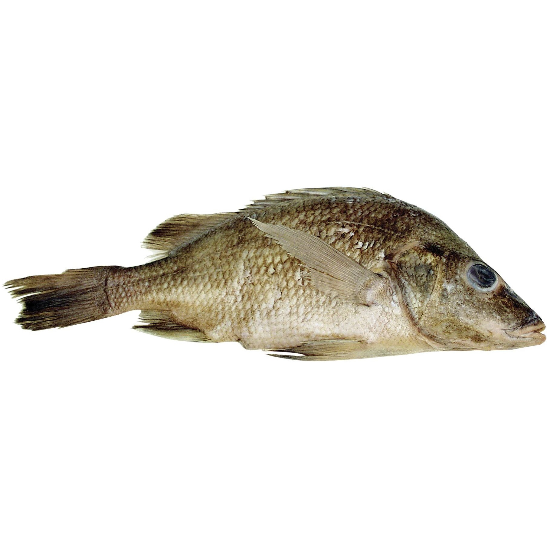 Frey Scientific Choice Preserved Perch, Plain Injected, Vacuum-Sealed Pack of 10
