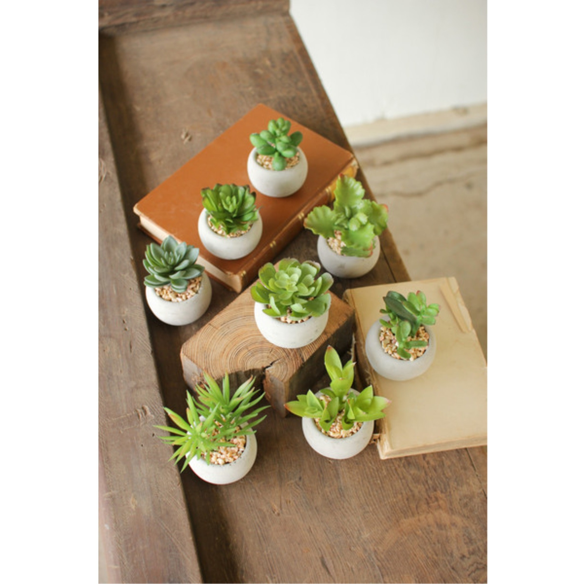 SET OF EIGHT SMALL SUCCULENTS WITH ROUND CEMENT POT