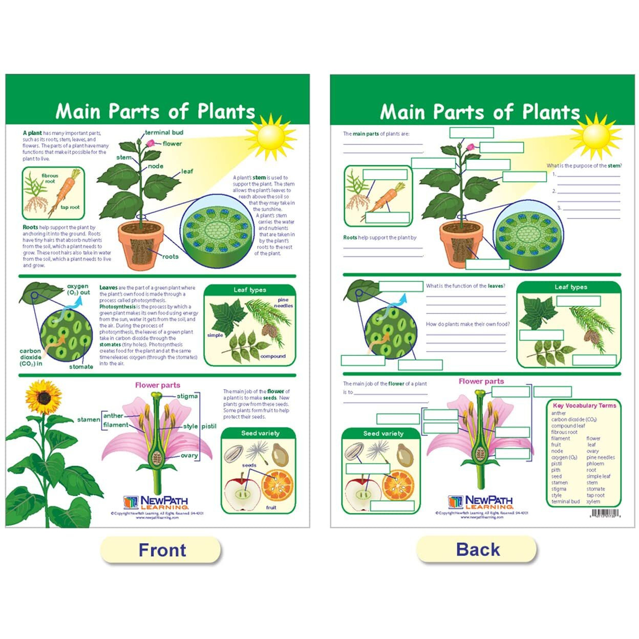 ALL ABOUT PLANTS SET OF 5