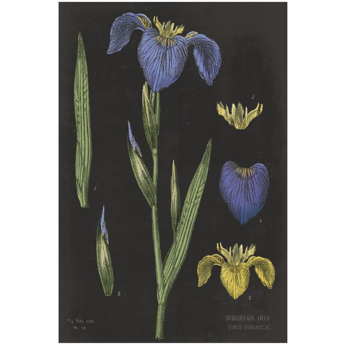 Iris Chart -Paper Art-18&quotx26"