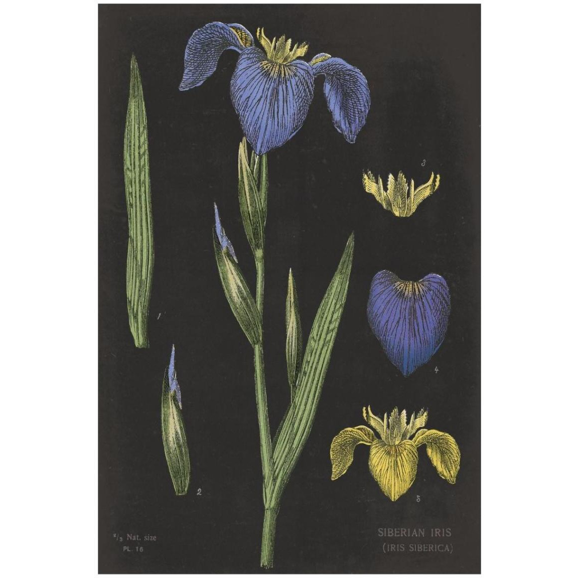 Iris Chart -Paper Art-14&quotx20"