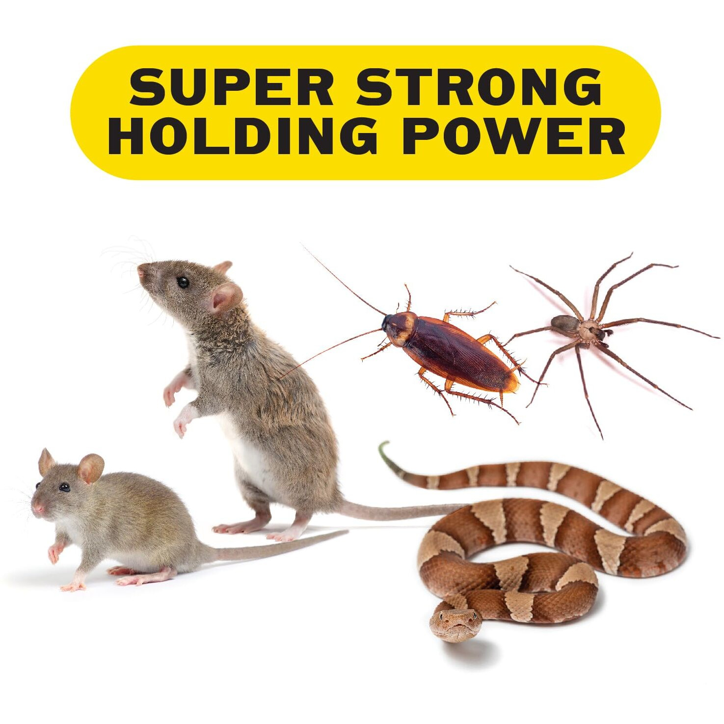 PIC GPT-4 Glue Pest Trap for Spider and Snake, 4-Pack