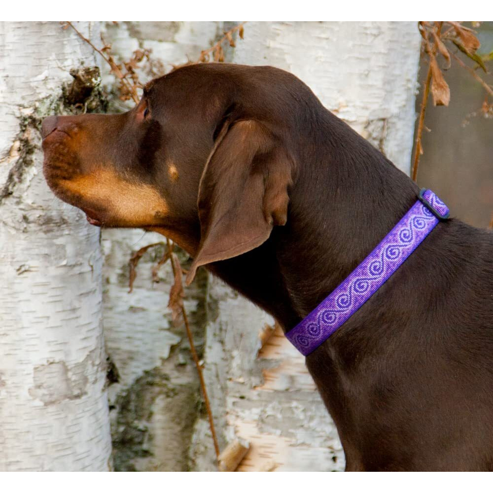 DOG COLLAR 12-20ADJ JYRL (Pack of 1)