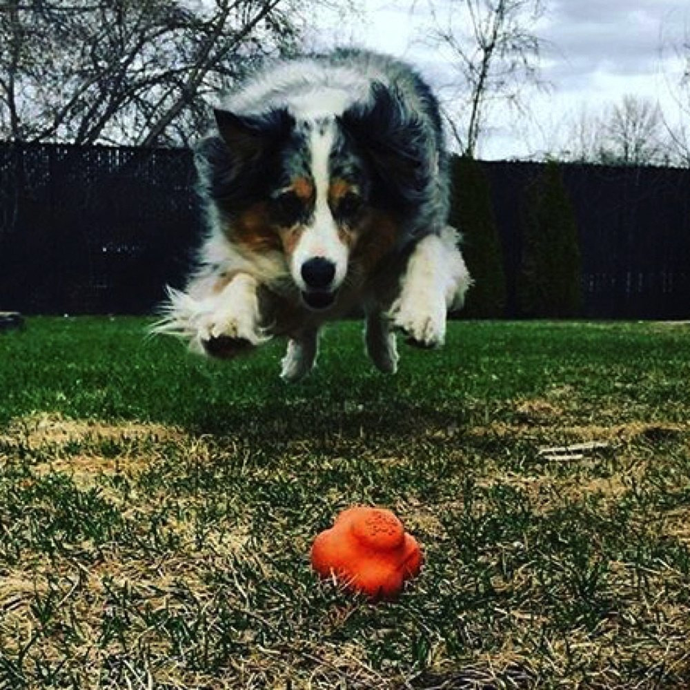 SP Crazy Bounce Ultra Durable Rubber Chew & Retrieving Toy