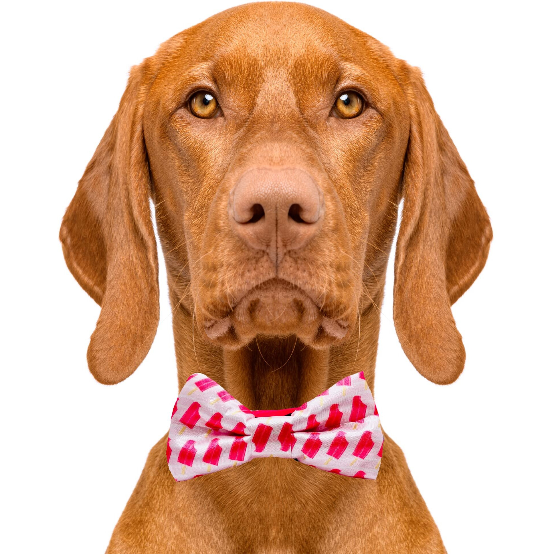 Cutie Ties Dog Bow Tie