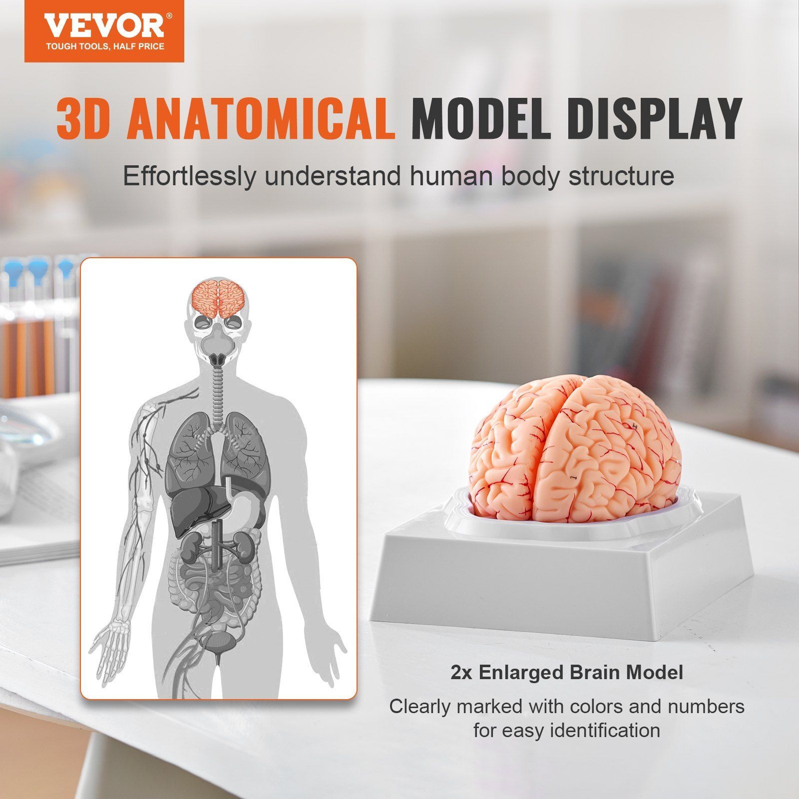 VEVOR Human Brain Model Anatomy, 11 Life-Size 9-Part Human Brain Anatomical Model with Labels & Display Base, Detachable Brain Model for Science Research Teaching Learning Classroom Study Display