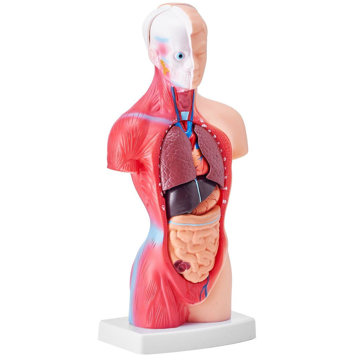 VEVOR Human Body Model, 15 Parts 11 inch, Human Torso Anatomy Model Anatomical Skeleton Model with Removable Organs, Educational Teaching Tool for Students Science Learning School Education Display