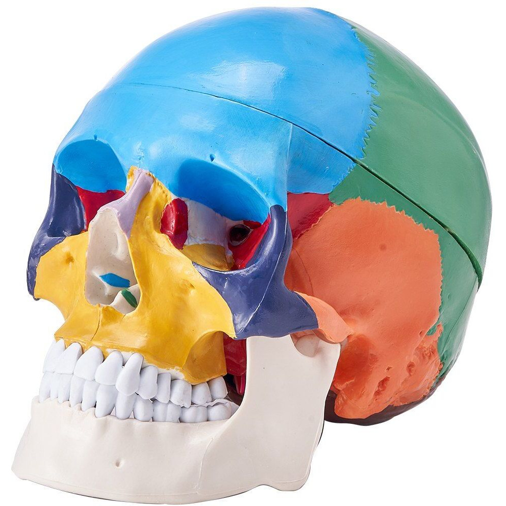 VEVOR Human Skull Model, 8 Parts Brain & 3 Parts Skull, Life-Size Painted Anatomy Skull Model, PVC Anatomical Skull, Detachable Learning Skull Model for Professional Teaching, Researching and Learning