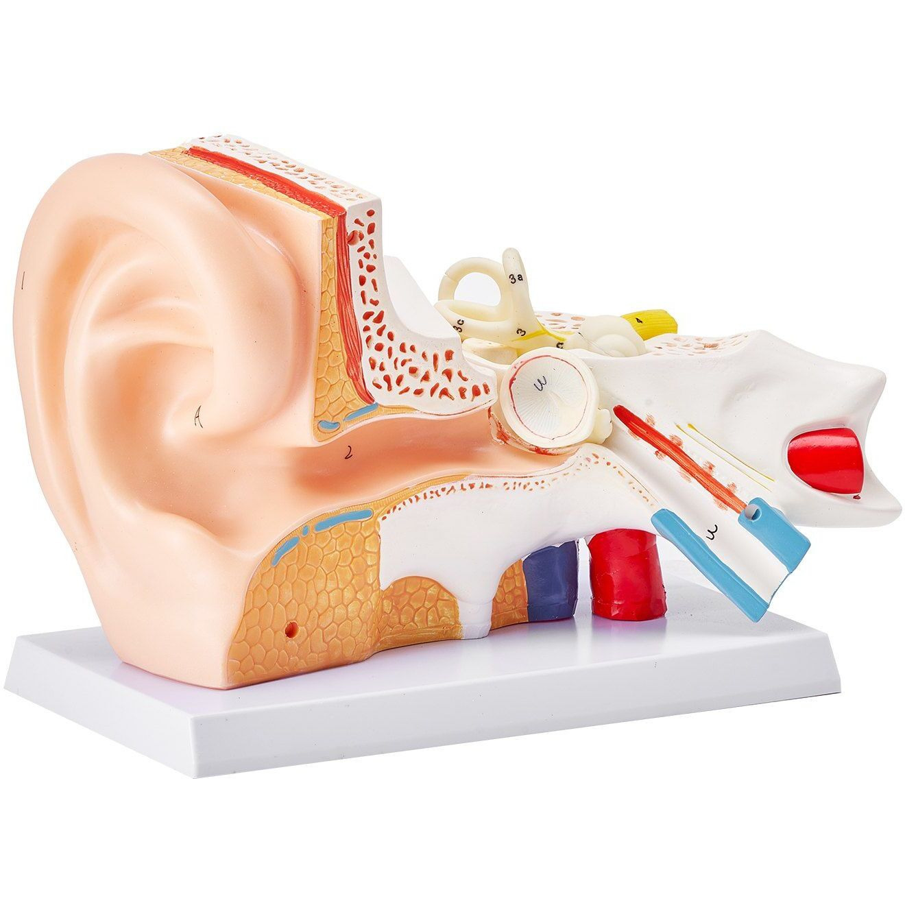 VEVOR Human Ear Anatomy Model, 3 Parts 5 Times Enlarged Human Ear Model Displaying Outer, Middle, Inner Ear with Base, Professional PVC Anatomical Ear Model for Education Physiology Study Teaching