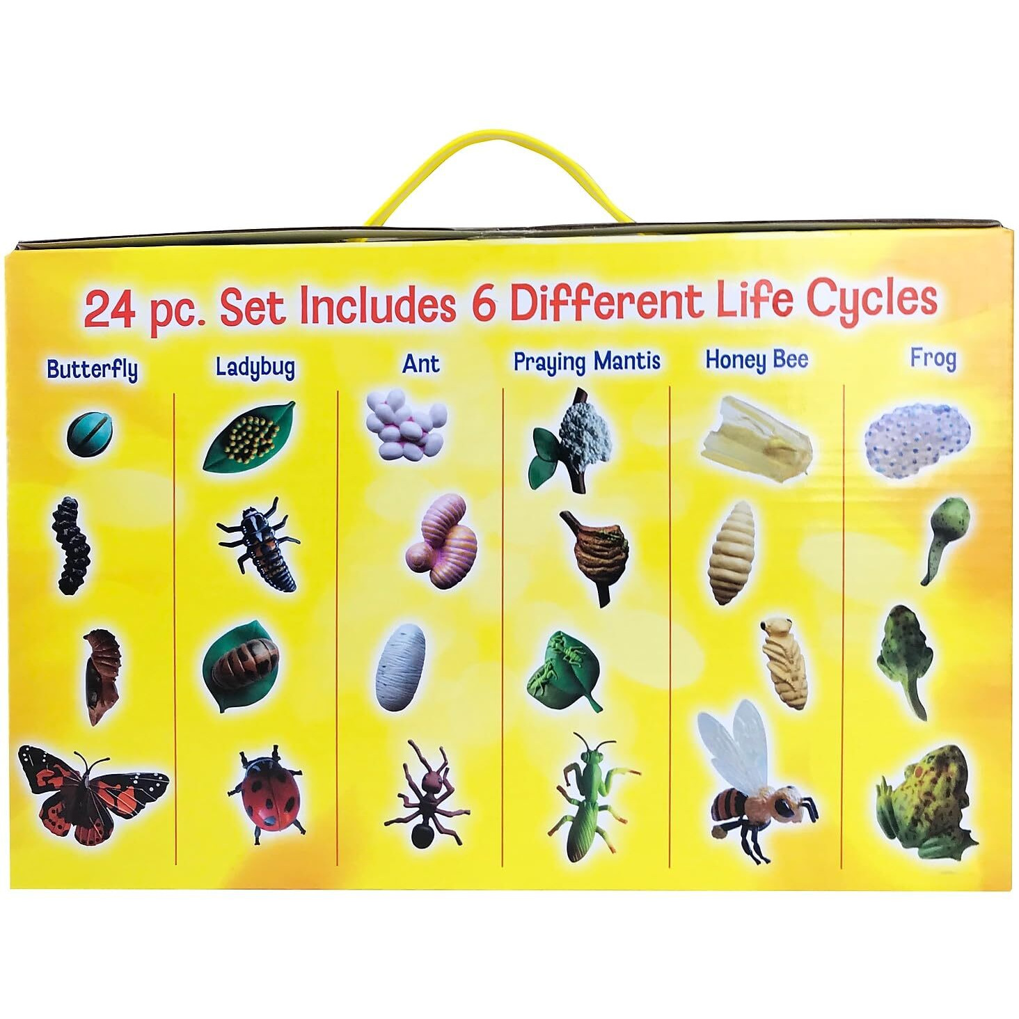 LIFE CYCLE FIGURINES 24PC SET