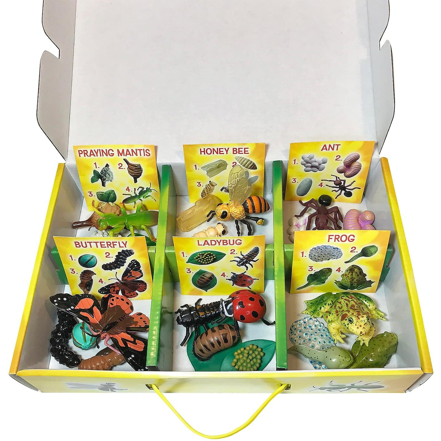 LIFE CYCLE FIGURINES 24PC SET